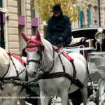 Fiaker in Wien