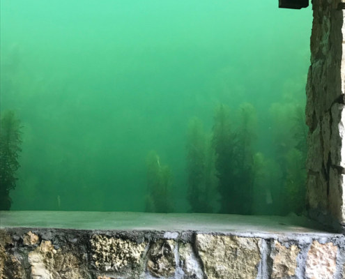 Teich mit Unterwasserschaufenster im Botanischer Alpengarten Viote Monte Bondone