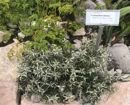 Botanischer Alpengarten Viote Monte Bondone Bepflanzung mit erklärenden Schildern