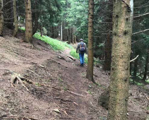 Weg durch den Wald. Noch sieht's nach einem bequemen Weg aus.
