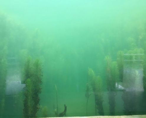 Teich mit Unterwasserschaufenster im Botanischer Alpengarten Viote Monte Bondone
