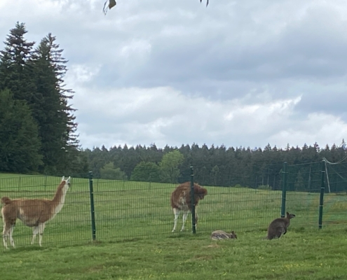 Alpakas und Kängurus beim Waldwipfelweg im Bayerischen Wald.