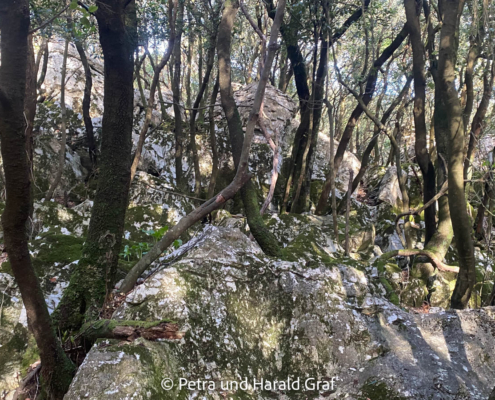 Man kann gar nicht beschreiben, wie eindrucksvoll der Wald aus kleineren Bäumen und Felsen ist