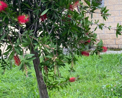 Dies ist ein Karminroter Zylinderputzer (Callistemon citrinus), der für seine bürstenartigen, roten Blüten bekannt ist.