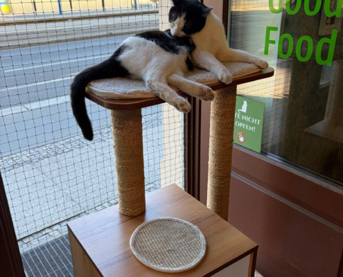 Fellpflege im Katzencafé Fellpflege im Katzencafé