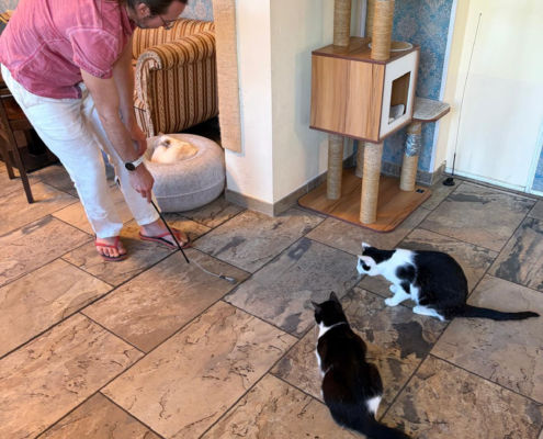 Gestreichelt werden wollen die Katzen eher nicht - aber für ein Spiel sind sie zu haben. Gestreichelt werden wollen die Katzen eher nicht - aber für ein Spiel sind sie zu haben.
