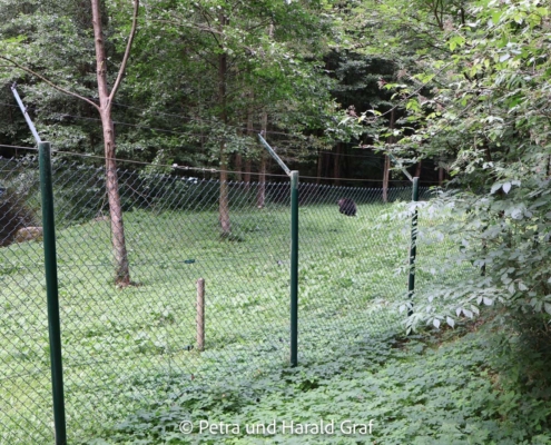 Nicht jeder Bär kommt für ein Foto bis an den Zaun. Manchmal bleibt eben ordentlich Abstand – und genau so soll es wohl auch sein.