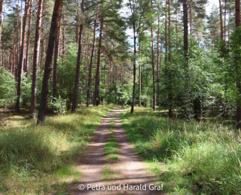 Der Weg führt zunächst durch einen lichten Kiefernwald – ruhig, schattig und wunderbar angenehm zu laufen. Noch waren wir gespannt, was uns unterwegs begegnen würde.