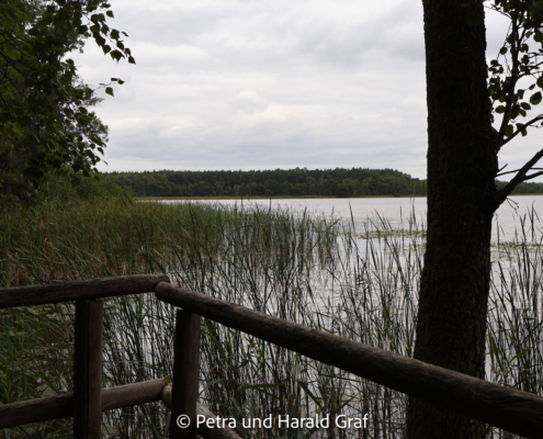 Der Priesterbäker See gehört zur Kernzone des Müritz-Nationalparks. Rund um das Gewässer prägen Feuchtflächen, Schilf und Wald die Landschaft.