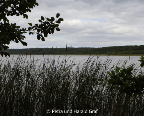 Am Priesterbäker See machten wir Pause. Schilf, Wasser und viel Ruhe – landschaftlich ist der Priesterbäker See wunderschön. Nur mit tierischen Begegnungen hielt er sich an diesem Tag ausgesprochen zurück.