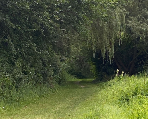 Ein schmaler Wiesenweg führte uns weiter durch das üppige Grün. Kein spektakuläres Ausflugsziel – aber genau richtig für einen ruhigen Spaziergang am Abend.